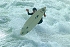 (01-04-04) Surfing at BHP - Chris Guzman